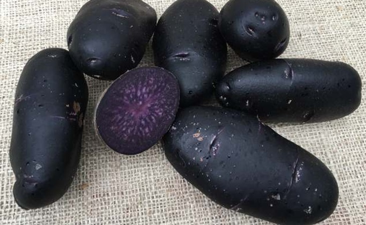 Purple Rain seed potatoes