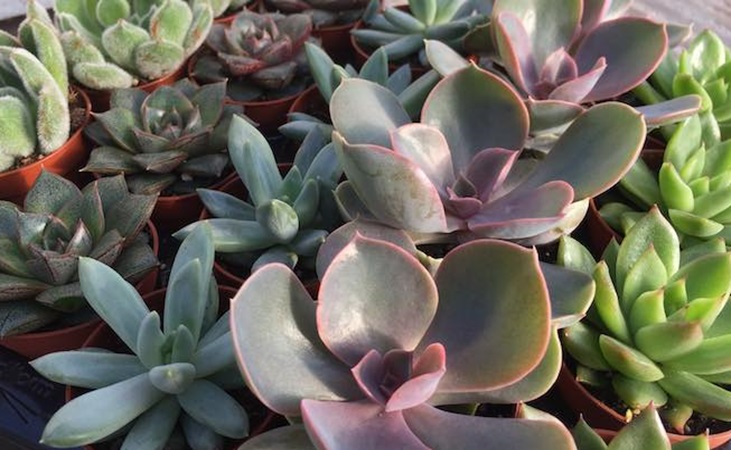 The pleasing variety of succulent plants