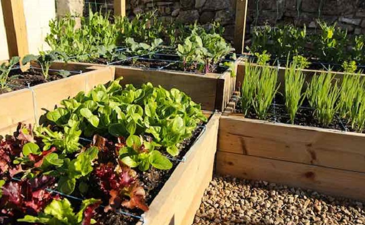 a square foot raised bed garden example