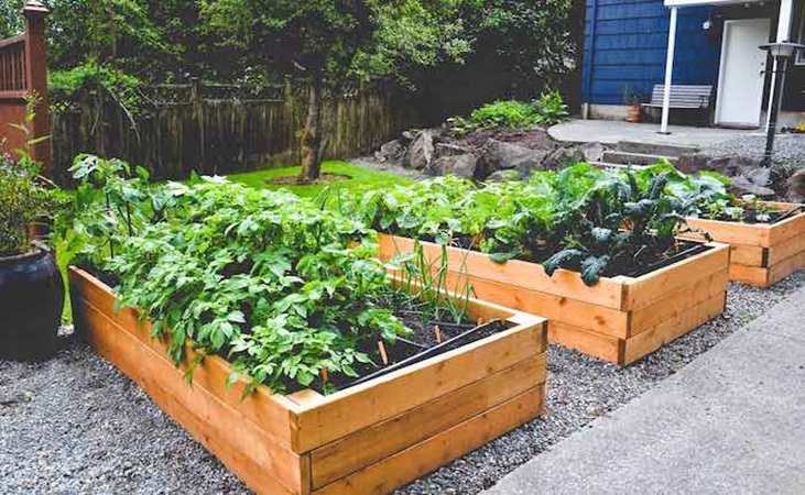 Raised wooden beds with foliage