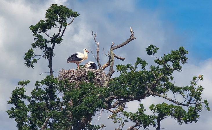 A stork nest at Knepp Rewilding Estate, UK
