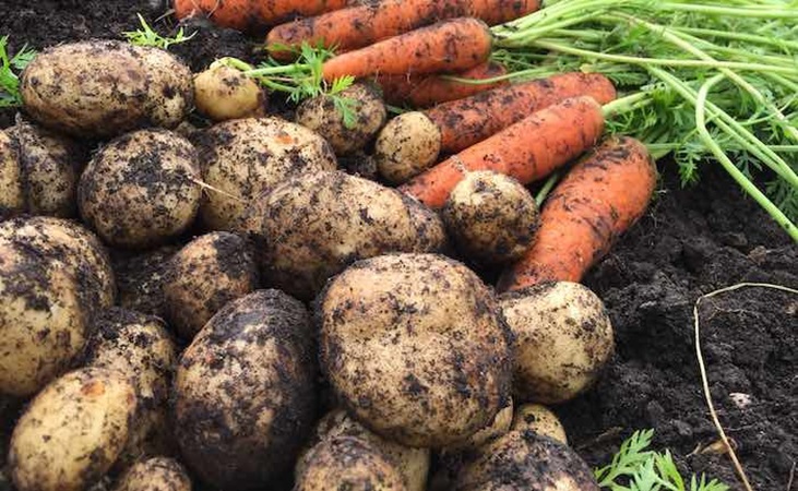 harvested potatoes and carrots