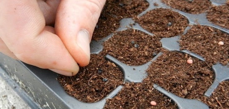 sowing vegetable seeds in a modular tray