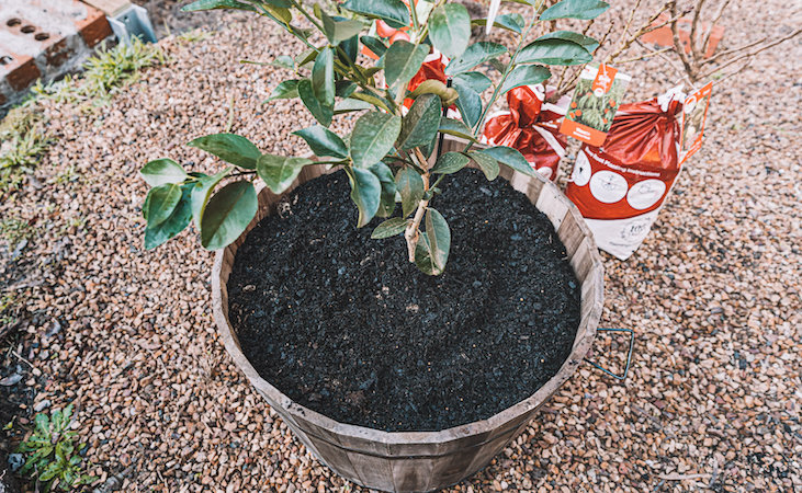 A plant growing in a spacious container