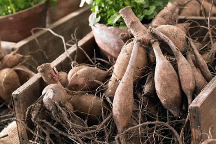 Dahlia tubers