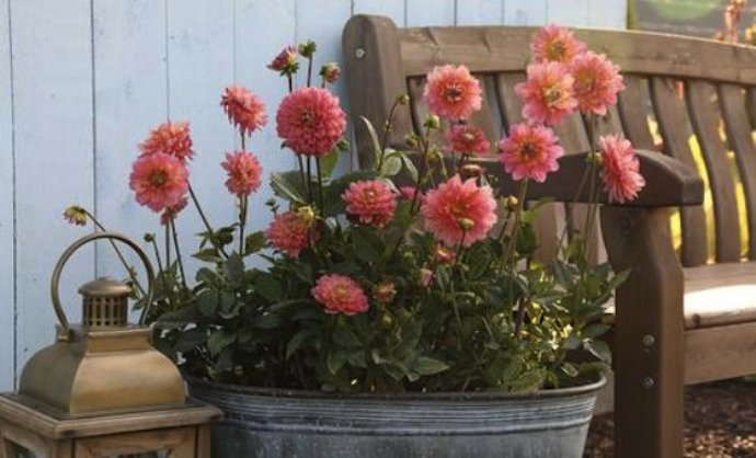Dahlias planted in a container
