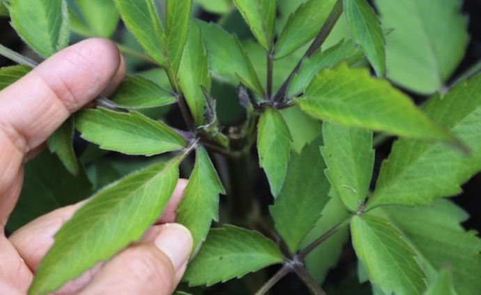 A hand checking leaves