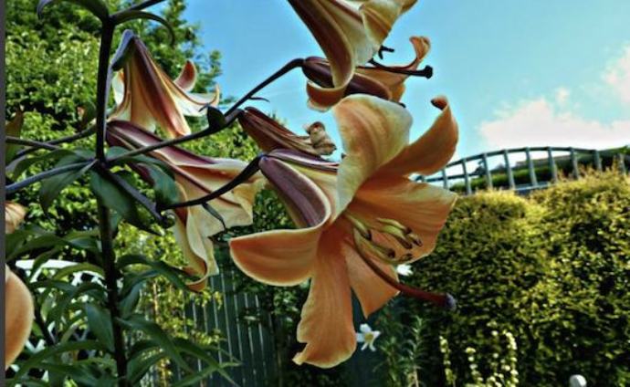 'African Queen' Lilium