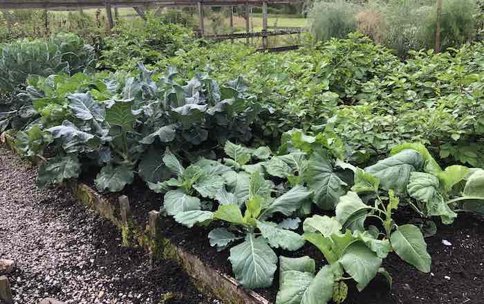 Brassicca bed in the Quickcrop garden