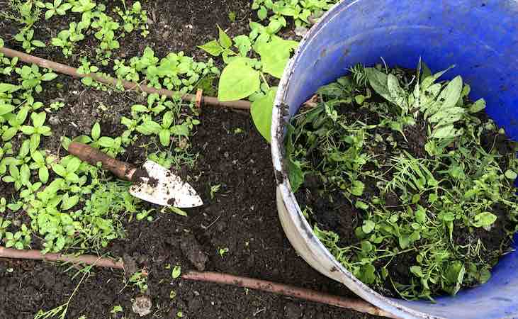 weeding the vegetable garden