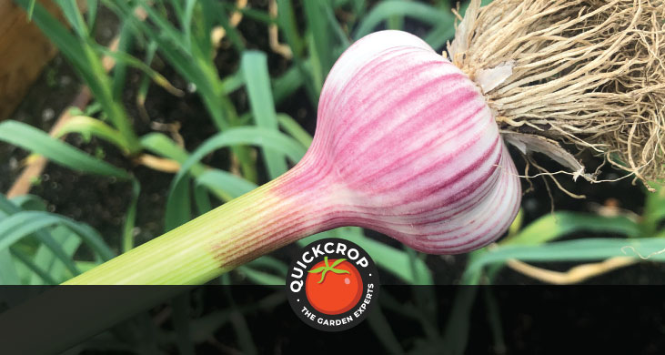 Primor garlic bulb - header image