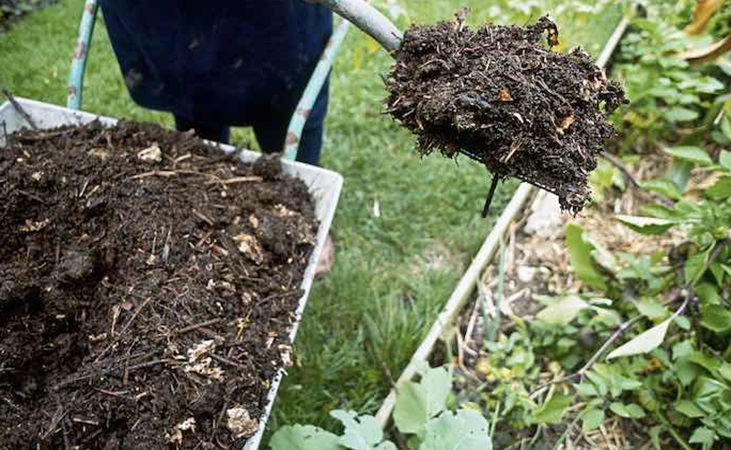 adding compost mulch to the vegetable garden