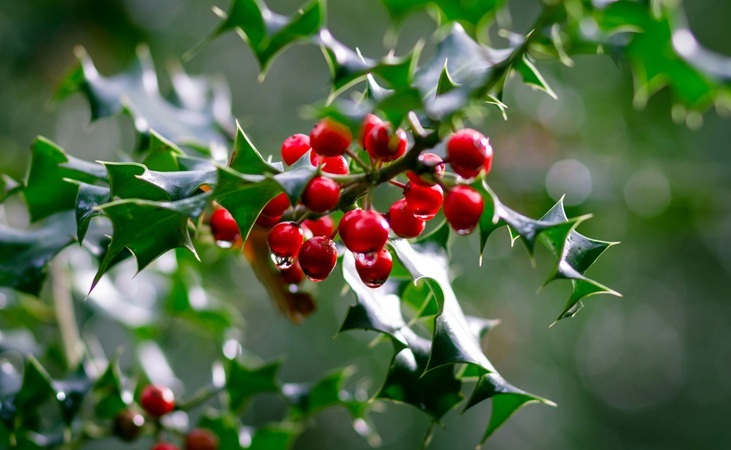 Holly growing