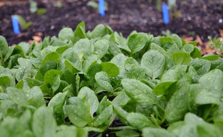 Annual spinach leaves