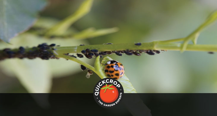aphid pest control
