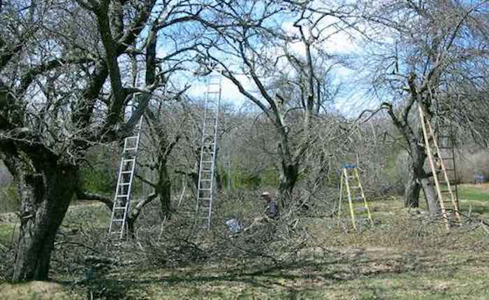 Pruning mature apple trees