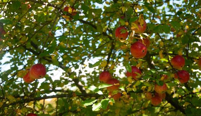 apple tree foliage with apples growing
