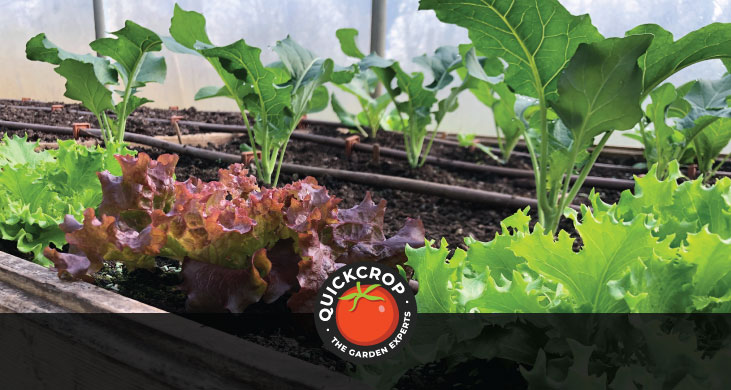 Crops in the polytunnel, with irrigation piping - header image