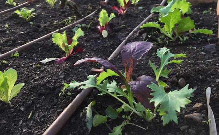 Asian salads in a raised bed with irrigation piping