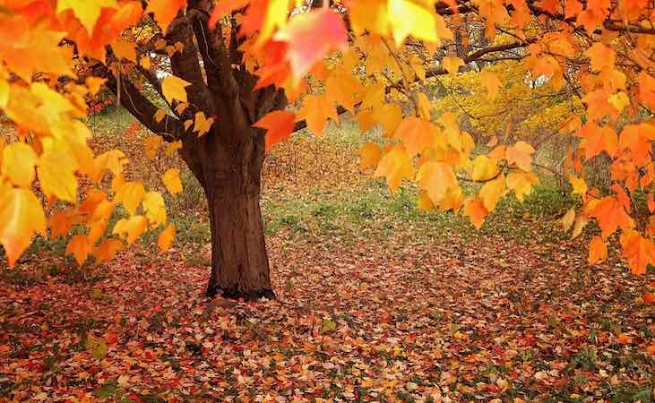 Falling autumn leaves in the garden