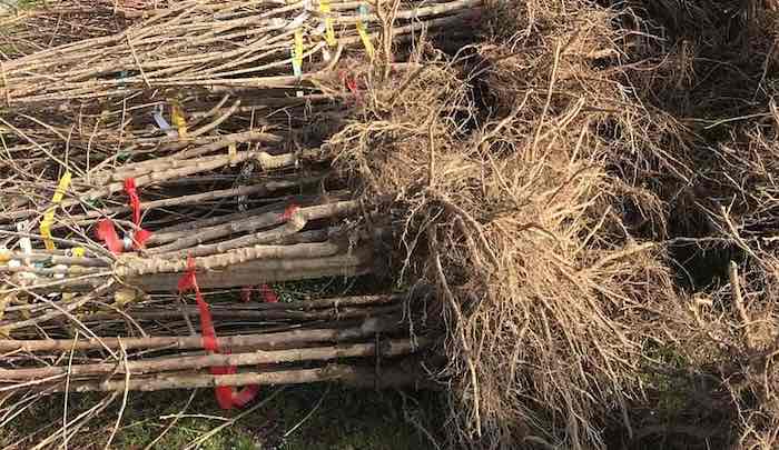 Bare root soft fruit plants