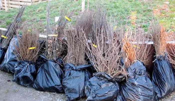 Bare root hedging plants