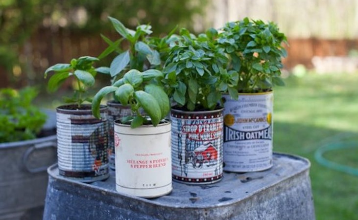 Basil growing in reused tin cans