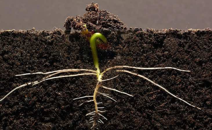 bean plant roots