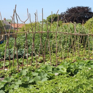 Charles Dowdings garden