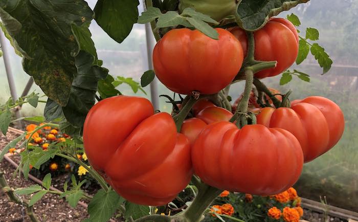 Beefstak tomatoes