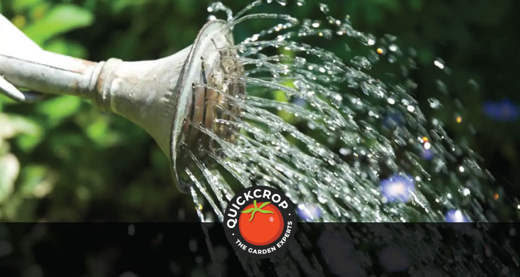 Water coming from watering can nozzle - header image