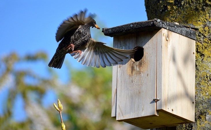 A bird flying towards a nest box entrance
