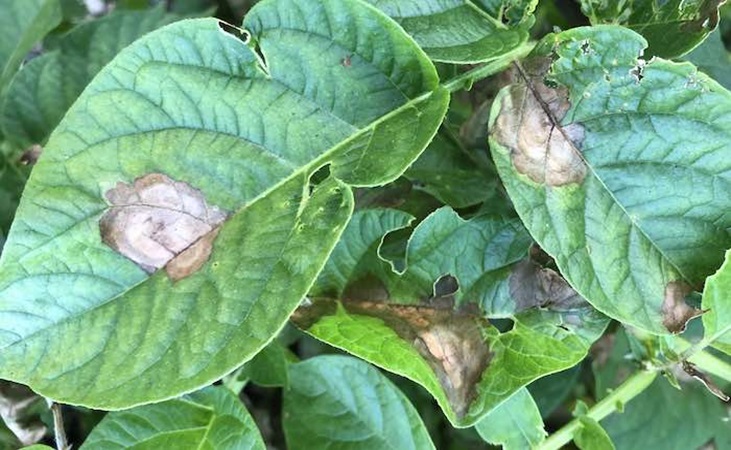Visible blight on potato leaves