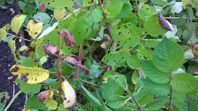 blight on potato leaves