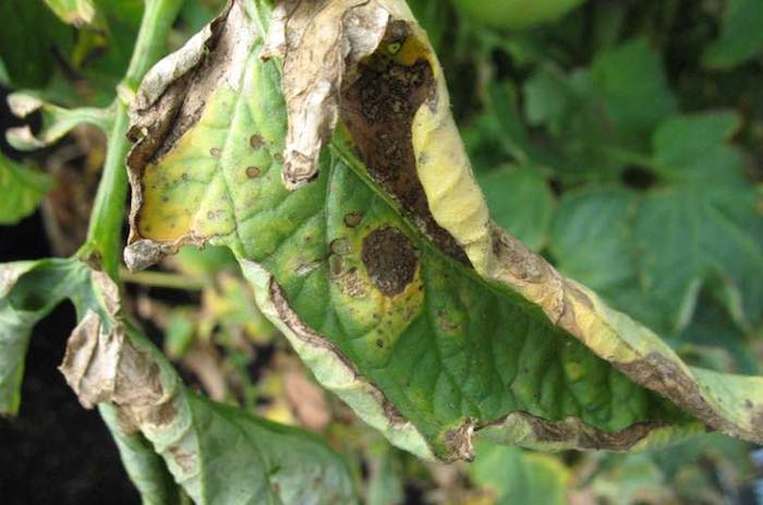 early blight on tomato leaf