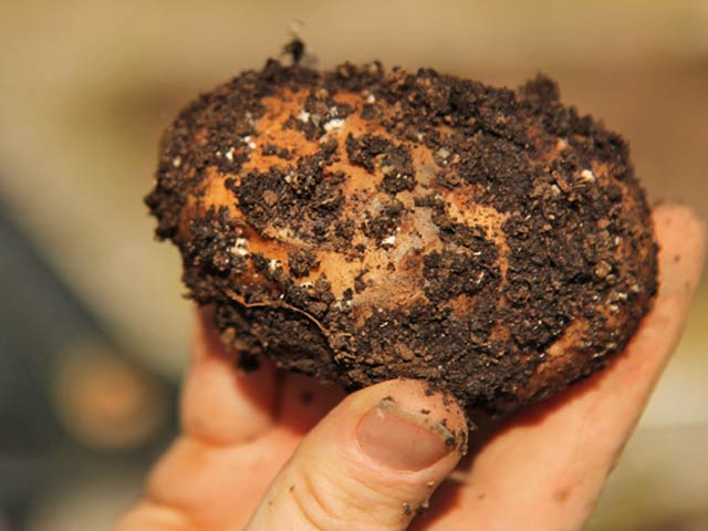 Close-up of a blighted potato