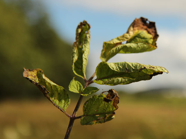 blighted potato leaf