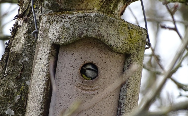 Blue tit in a woodcrete nest box
