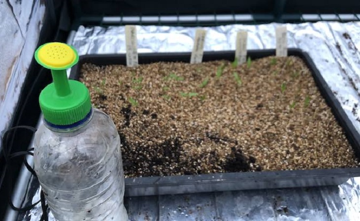 bottle top waterer and seedling tray