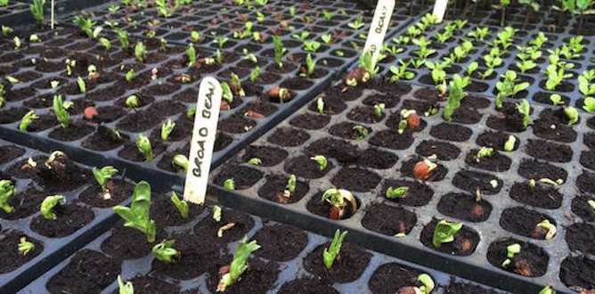 Borad beans growing in modular trays