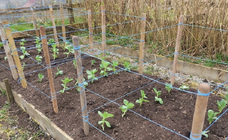Broad beans growing in raised beds with support
