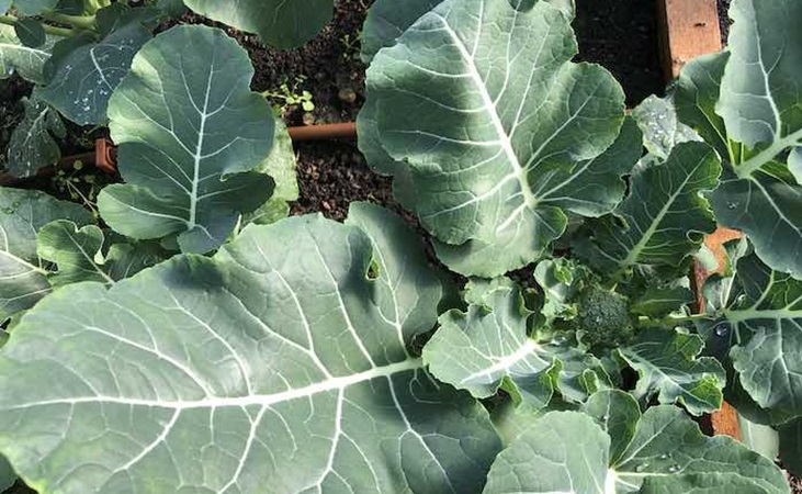 Broccoli in the polytunnel in February