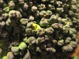 Broccoli floret beginning to flower