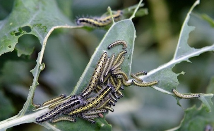 Cabbage white caterpillar 