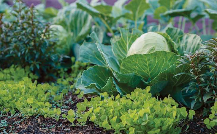 intercropping cabbages with clover