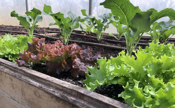 Early Calabrese and spring cabbage growing side by side in a raised bed in the polytunnel