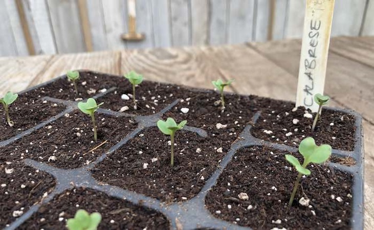 Calabrese seedlings in a modular tray