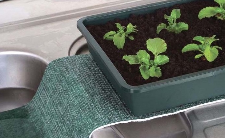 A seedling tray placed over a capillary mat