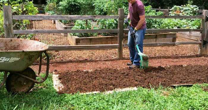 Mulching vegetable bed with cardboard and manure