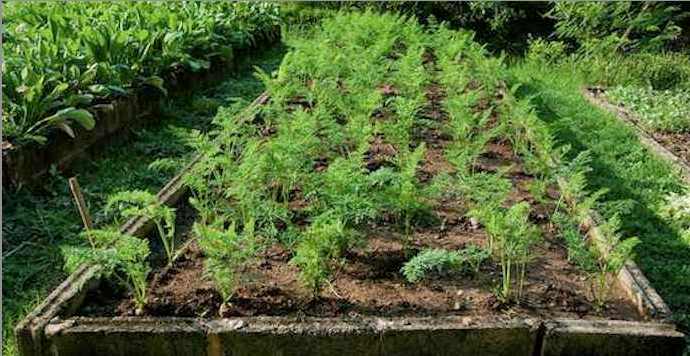 Organic carrot plants growing in a raised bed